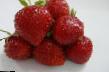 Strawberry varieties Sonata Photo and characteristics