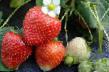 Strawberry  Florina grade Photo
