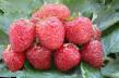 Lesní jahody druhy Ehlvira fotografie a charakteristiky
