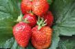 une fraise  Albion l'espèce Photo