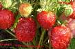 Φράουλες ποικιλίες Baunti φωτογραφία και χαρακτηριστικά