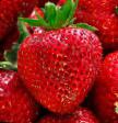 Erdbeeren Sorten Kvinaut (Quinault) Foto und Merkmale