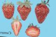 une fraise les espèces Kamaroza Photo et les caractéristiques