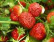 Φράουλες ποικιλίες Kholidejj φωτογραφία και χαρακτηριστικά