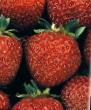 Strawberry  Dukat grade Photo