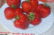 une fraise les espèces Urozhajjnaya CGL Photo et les caractéristiques