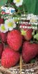 Lesní jahody druhy Radost dachnika F1 fotografie a charakteristiky