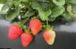 une fraise les espèces Beniciya Photo et les caractéristiques