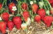une fraise les espèces Roksana Photo et les caractéristiques