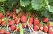 Lesní jahody druhy Feliciya fotografie a charakteristiky