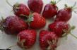 Erdbeeren Sorten Fler Foto und Merkmale