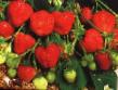 Erdbeeren Sorten Red gontled Foto und Merkmale