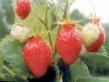 Strawberry varieties Talka Photo and characteristics