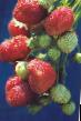 une fraise  Zenga-Zengana l'espèce Photo