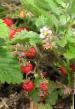 une fraise  Ali-Baba l'espèce Photo