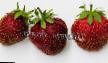 Strawberry varieties Festivalnaya Photo and characteristics