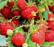 une fraise  Vityaz l'espèce Photo