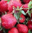 Erdbeeren Sorten Alfa Foto und Merkmale