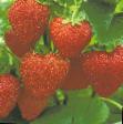 Strawberry  Alisa grade Photo