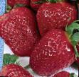 une fraise les espèces Iskushenie Photo et les caractéristiques