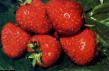 une fraise  Volshebnica l'espèce Photo