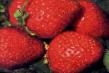 une fraise les espèces Zarya Photo et les caractéristiques