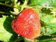 une fraise  Izbrannica l'espèce Photo