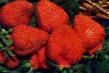 une fraise les espèces Krasavica Zagorya Photo et les caractéristiques