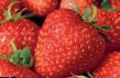 Φράουλες ποικιλίες Solovushka φωτογραφία και χαρακτηριστικά