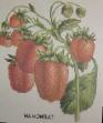 Erdbeeren Sorten Talisman Foto und Merkmale