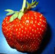 Lesní jahody  Berdskijj rubin druh fotografie