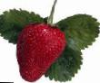 Lesní jahody druhy Bylinnaya fotografie a charakteristiky