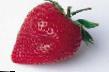 Strawberry  Valenta grade Photo