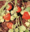 Φράουλες  Vechnaya vesna ποικιλία φωτογραφία