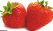 Strawberry  Zenga gigana  grade Photo