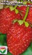 une fraise les espèces Tristar Photo et les caractéristiques
