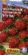 Strawberry varieties Mechta Photo and characteristics