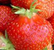 une fraise  Vima Zanta l'espèce Photo
