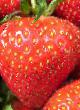 Strawberry varieties Vima Rina Photo and characteristics