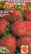 Φράουλες ποικιλίες Tolstushka v rozovom φωτογραφία και χαρακτηριστικά