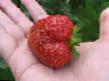 Lesní jahody druhy Cheshskijj gigant  fotografie a charakteristiky