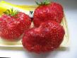 une fraise  Tenira  l'espèce Photo