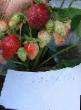 une fraise  Belrubi l'espèce Photo