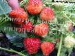 Erdbeeren  Kareoko klasse Foto