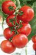 Los tomates variedades Ochakov F1 Foto y características