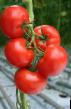 I pomodori le sorte Gangut F1  foto e caratteristiche