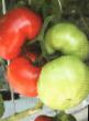Los tomates variedades Yakimanka F1  Foto y características