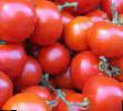 Tomatoes varieties Sindel F1 Photo and characteristics