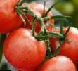 Tomatoes varieties Khalajj F1 Photo and characteristics