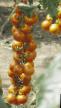 Tomatoes varieties Uvertyura-NK F1 Photo and characteristics